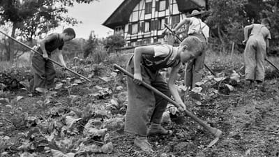 Knaben bei der Feldarbeit in der Armenerziehungsanstalt «Dorneren» ob Wattenwil, 1954.